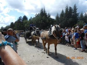 Tous les 15 août: fête de la lavande à Sault