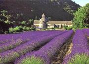 Abbaye de Sénanque