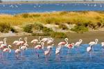 La Camargue